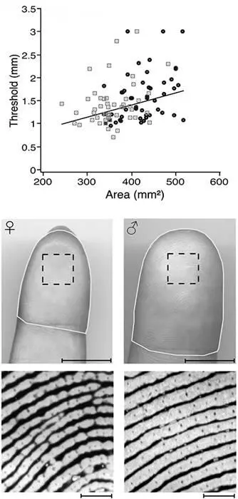 Figure 211Tactile acuity is predicted by the fingertip area in both men and - фото 39