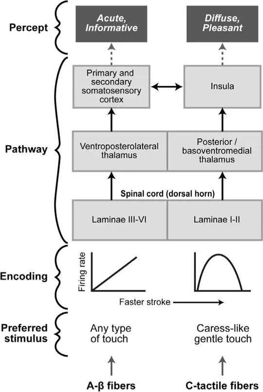 Figure 34A schematic diagram showing the flow of information in two separate - фото 50