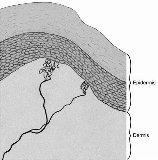 Figure 42Is this structure important for sexual touch Two genital end bulbs - фото 54