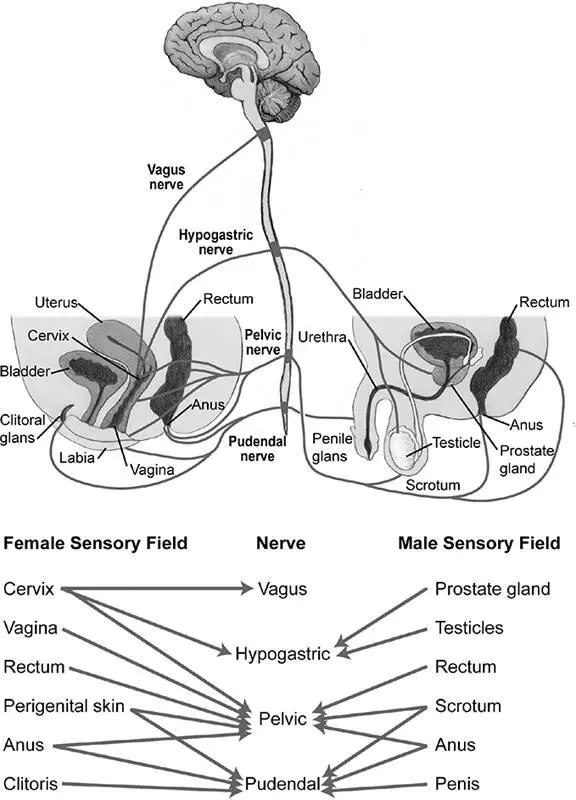 Figure 43The organization of the sensory nerves innervating the pelvic region - фото 56