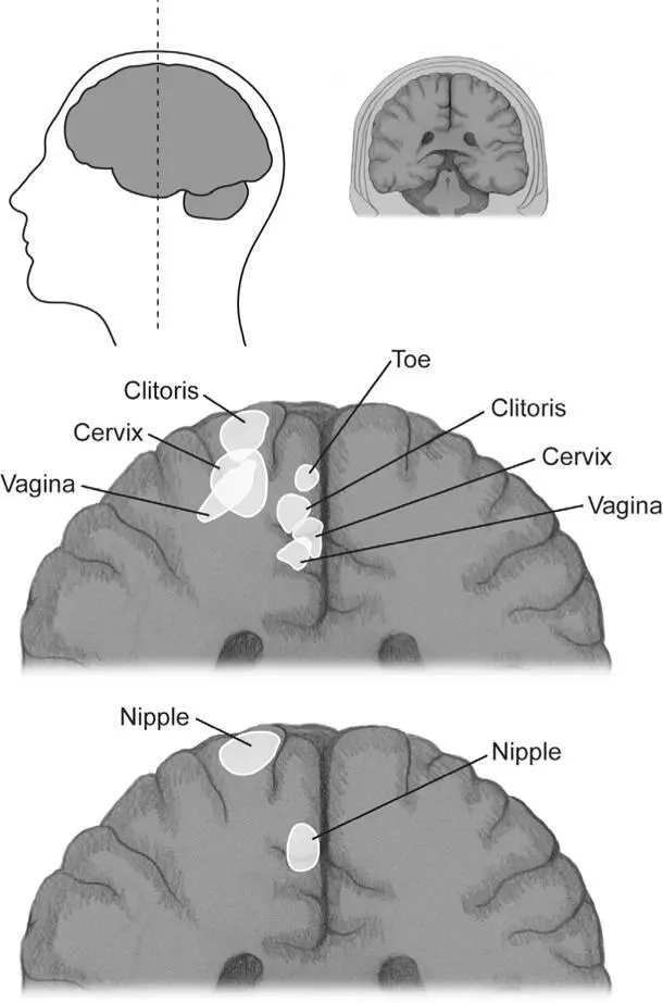 Figure 44Using a brain scanner to map the regions of somatosensory cortices - фото 58