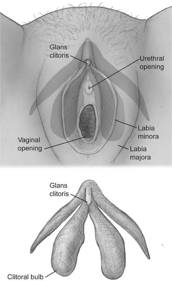 Figure 46The anatomy of the clitoris in relation to the urethra and vagina - фото 64