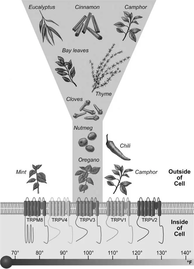 Figure 51A family of temperaturesensitive TRP sensors can respond to heating - фото 70