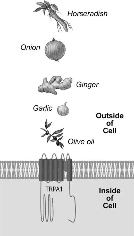 Figure 52The TRPA1 sensor whimsically called the wasabi receptor is - фото 72