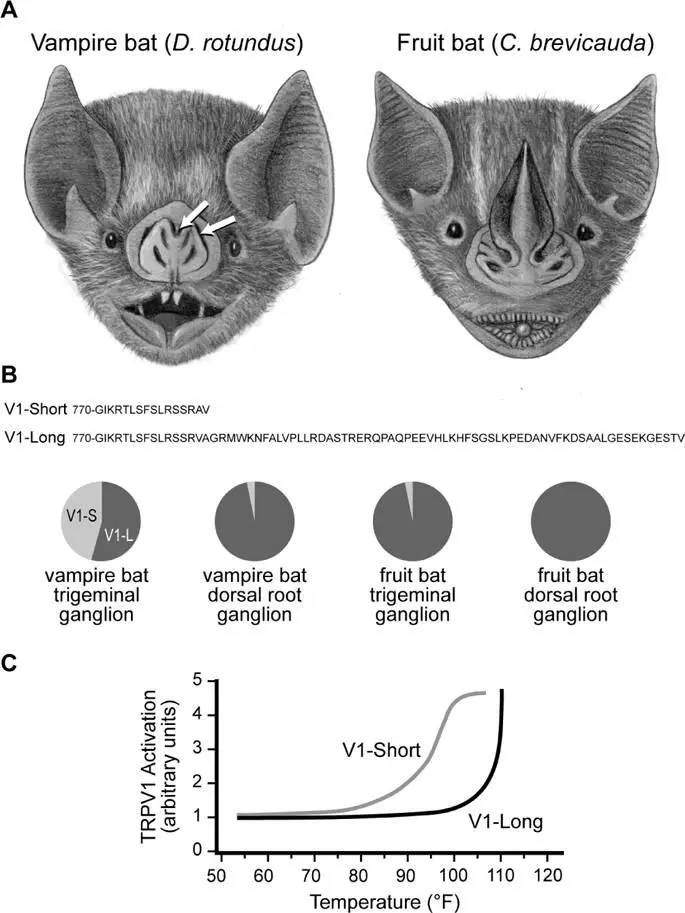 Figure 53A modified supersensitive form of TRPV1 allows vampire bats to detect - фото 74