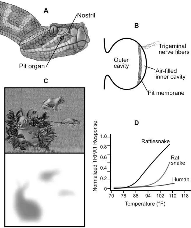 Figure 54The rattlesnake can detect infrared radiation using its pit organ - фото 76