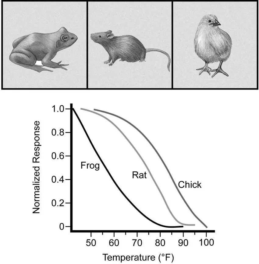 Figure 55The threshold for TRPM8 response to cooling is correlated with core - фото 78