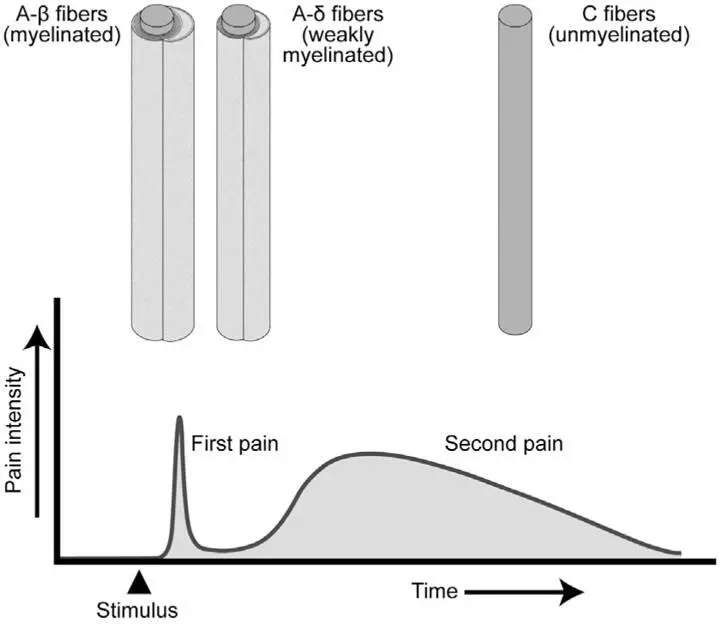 Figure 62First pain is brief well localized and discriminative while second - фото 83