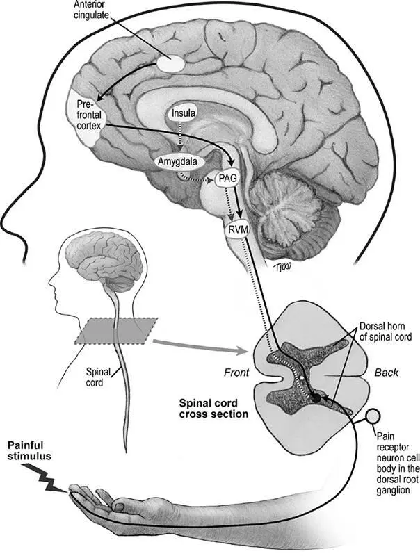 Figure 66Descending pathways running from the brain to the spinal cord have - фото 91
