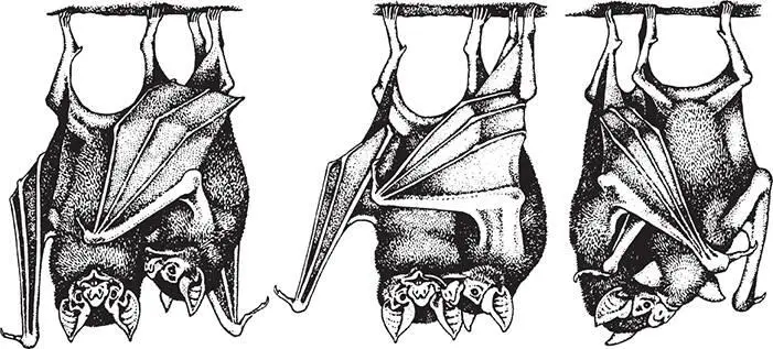 Figure 14A hungry bat solicits regurgitated blood by grooming The grooming - фото 12
