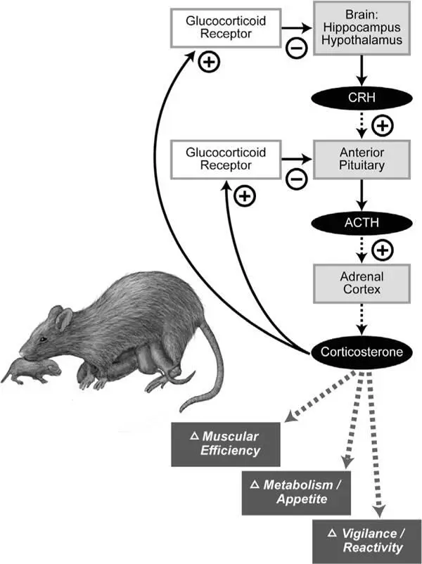 Figure 15Maternal licking and grooming of newborn rat pups produces lifelong - фото 14