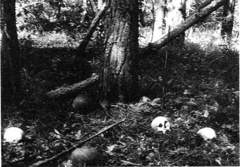 Шпыревский лес Фотография сделана поисковиками в 1970х гг Вязьма - фото 23