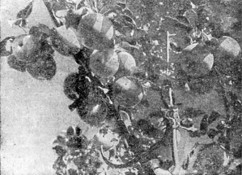 Славянка зимний широко распространенный сорт яблони выведенный в 1896 году - фото 9