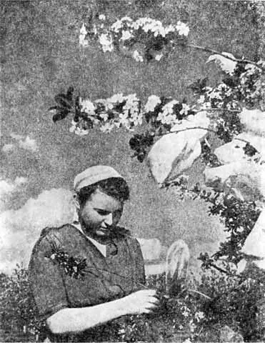 Гибридизация вишни в питомнике Мичурина Автограф Ивана Владимировича - фото 31