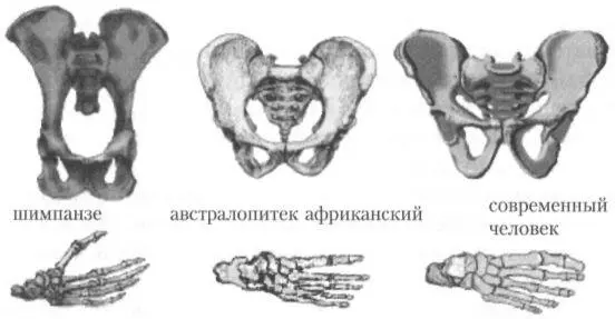 Рис 12Таз и стопа шимпанзе австралопитека и современного человека По - фото 16