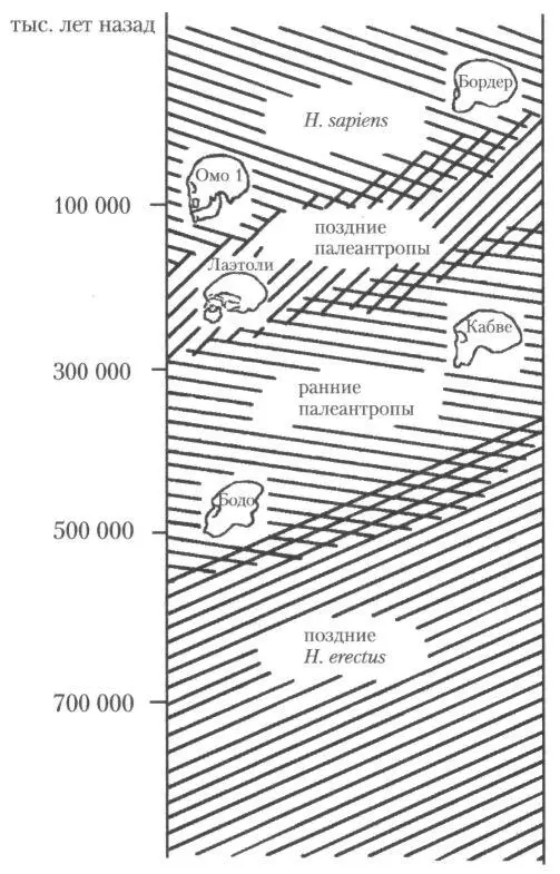 Рис 33Эволюция Homo sapiens и его предполагаемых прямых предков в Африке В - фото 44