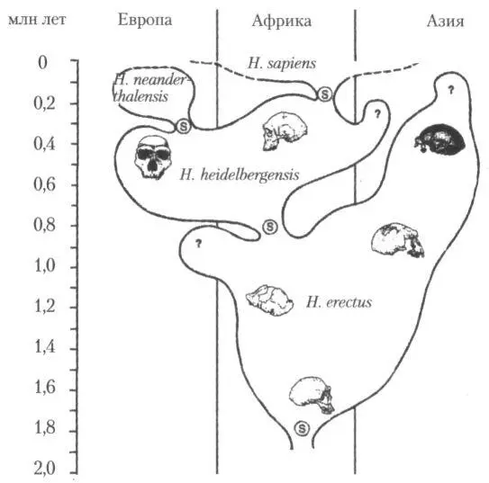 Рис 34Схема эволюции рода Homo предложенная американским антропологом Ф - фото 45