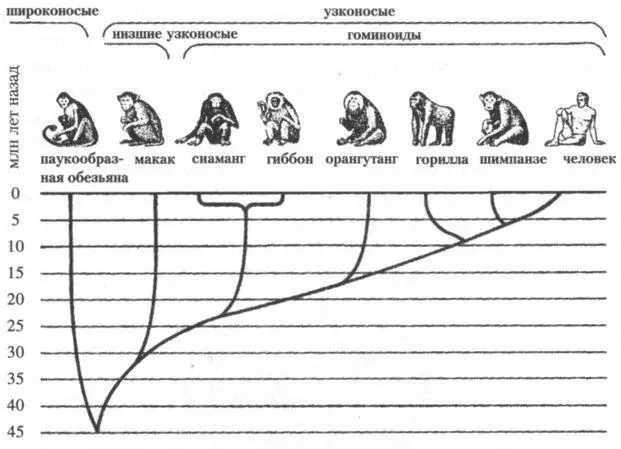 Рис 4Эволюционная ветвь высших приматов Anthropoidea Показаны лишь - фото 7