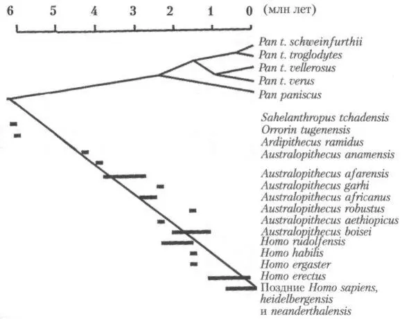 Рис 9Клада шимпанзе верхняя ветвь и клада человека нижняя ветвь Рис - фото 13