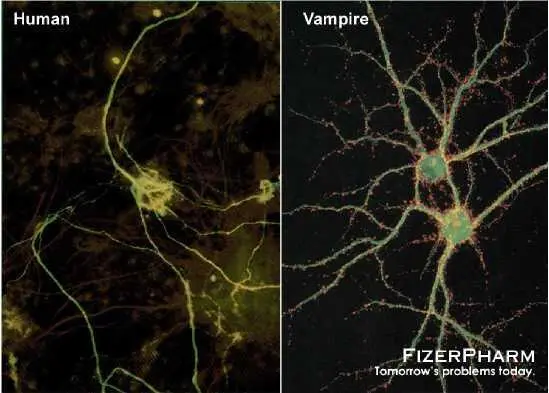 Motor nerve axons almost twice as thick as those of conventional humans hence - фото 17