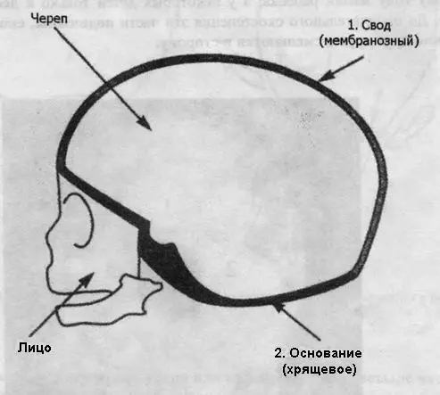 Итак голова новорождённого состоит из двух частей Верхняя часть свод это - фото 22