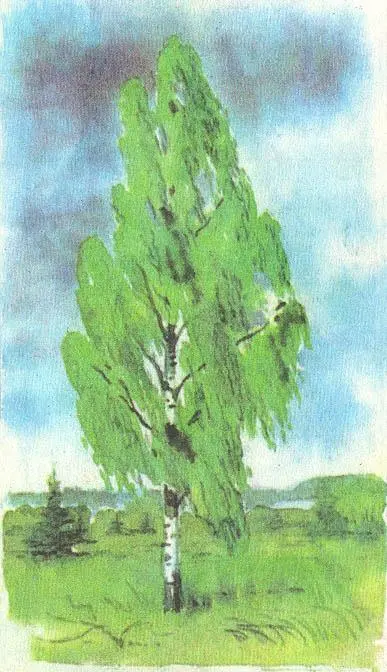 Между тем самое необыкновенное среди наших деревьев обыкновенная береза она - фото 11