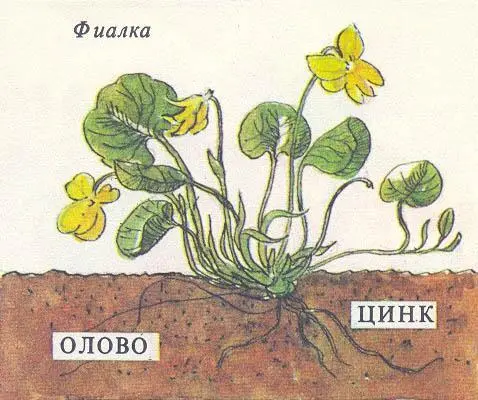 Геологи ищут цветы Нет совсем не для того чтобы украсить свое походное - фото 12