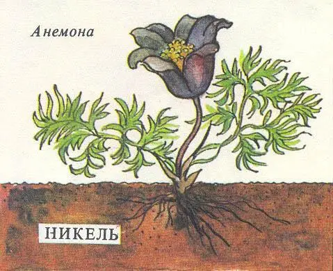 Геологи ищут цветы Нет совсем не для того чтобы украсить свое походное - фото 13