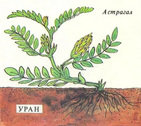 Геологи ищут цветы Нет совсем не для того чтобы украсить свое походное - фото 14