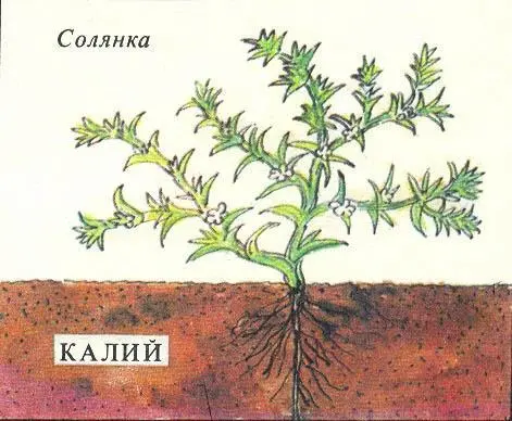 Если только у тебя не ослиная голова Этому скромному условию не отвечали - фото 18