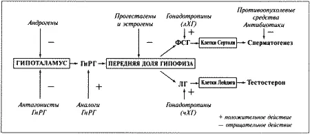 Фиг 63 Воздействие экзогенных агентов на основные функции семенников через - фото 53