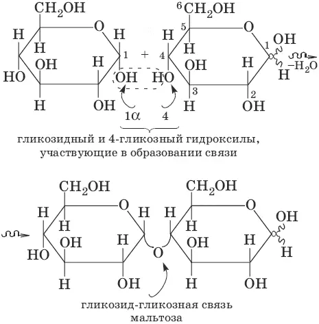 Для дисахаридов характерна реакция гидролиза в результате которой образуются - фото 178