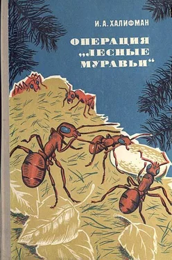 Иосиф Халифман Операция „Лесные муравьи обложка книги