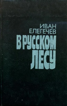 Иван Елегечев В русском лесу обложка книги