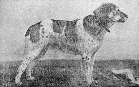 Рис 8 Среднеазиатская овчарка Мордаочень широкая тупая короче лба с - фото 8
