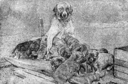 Рис 13 Сука с пометом щенков Щенную суку нужно содержать в хорошо - фото 16