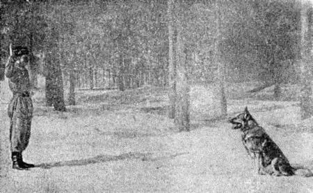 Рис 15 Посадка собаки При первоначальном обучении посадке можно применять два - фото 18
