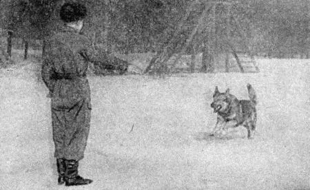 Рис 18 Подход собаки к дрессировщику Если собака подходит вяло дрессировщик - фото 21