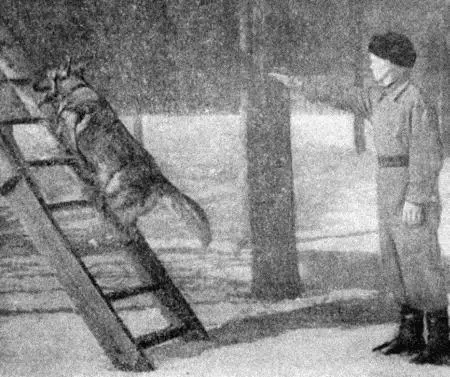 Рис 26 Подъем собаки по лестнице При обучении можно прибегнуть также к - фото 29