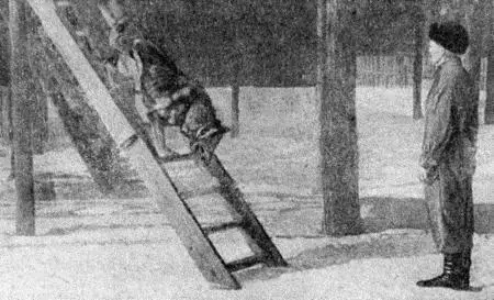 Рис 27 Спуск собаки по лестнице В дальнейшем полезно посылать собаку на - фото 30