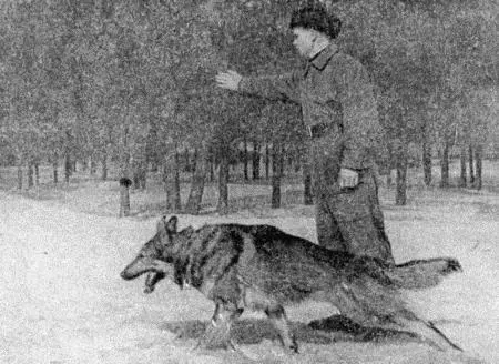 Рис 28 Команда Гуляй Наряду с этим полезно приучить собаку не брать пищу от - фото 31