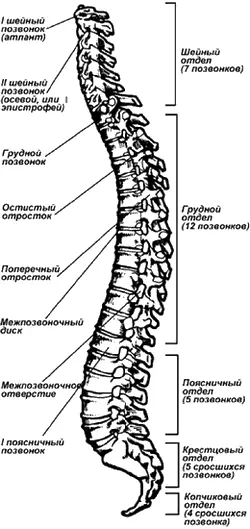 Рис 2 Строение позвоночника Рассмотрим подробнее строение позвонка Он имеет - фото 2