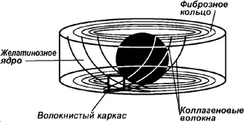 Рис 3Строение межпозвоночного диска И наконец если вы посмотрите на - фото 3