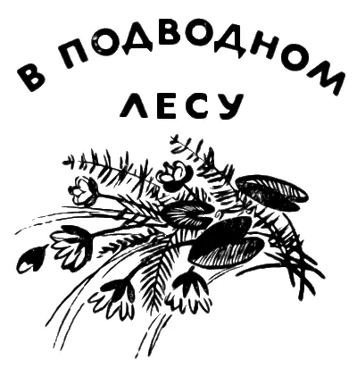 В подводном лесу Окно на дно Я прорубил во льду окошко Лёг на живот и - фото 138