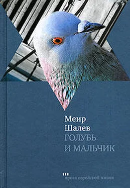 Меир Шалев Голубь и Мальчик обложка книги