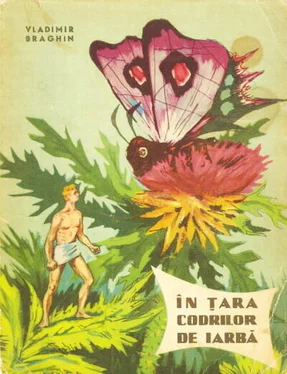 Vladimir Braghin In Tara Codrilor de Iarba обложка книги