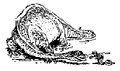 The brontosaurus raised his head looked at Alice and carefully took the bun - фото 4