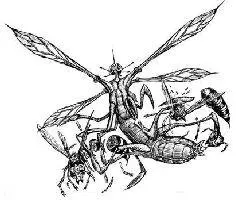 Henders Wasp Pentapterus tomobranchiophorus and Japanese Giant Hornets - фото 7
