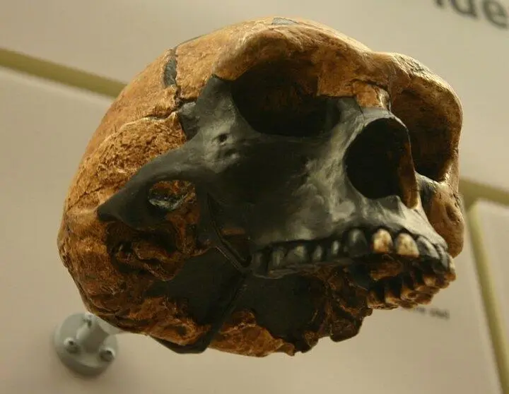 Рис 252Один из наиболее полных черепов Пекинского человека найденный в - фото 180