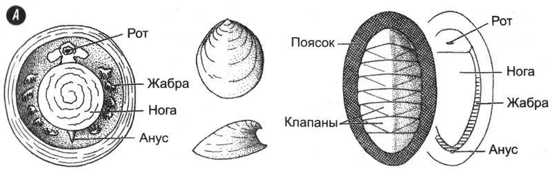 Рис 63Живое ископаемое неопилина реликт раннего кембрия переходная форма - фото 34